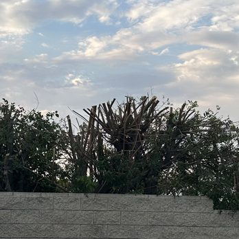Arevalo Tree Service and Landscape - After - Tree Services Near Me Arevalo Tree Service and Landscape - After - Tree Services Near Me
