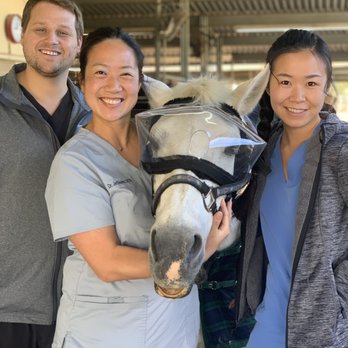Veterinary Eye Clinic - Dr. Sheahan and team with dopey pony, Tirna, after the successful surgery. - Veterinarians Near Me - Alhambra, California Veterinary Eye Clinic - Dr. Sheahan and team with dopey pony, Tirna, after the successful surgery. - Veterinarians Near Me - Alhambra, California
