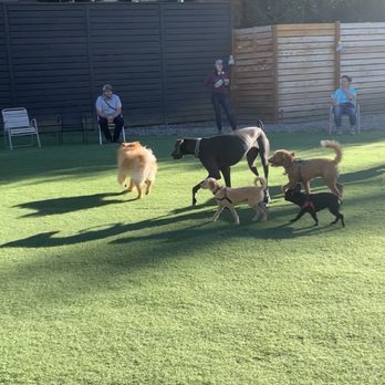 Growlerz Seattle - dogs playing in the yard - Bars Near Me - Seattle, Washington Growlerz Seattle - dogs playing in the yard - Bars Near Me - Seattle, Washington
