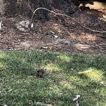 IMT Wood Ranch - Poop everywhere!!!!!! - Apartments Near Me - Simi Valley, California IMT Wood Ranch - Poop everywhere!!!!!! - Apartments Near Me - Simi Valley, California