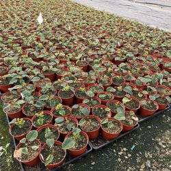 Nitao Nursery