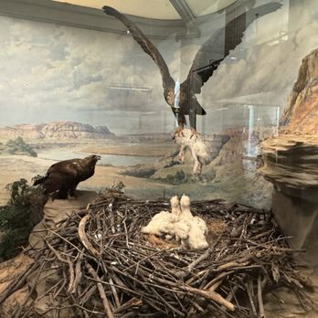 Field Museum - Museums Near Me - Chicago, Illinois