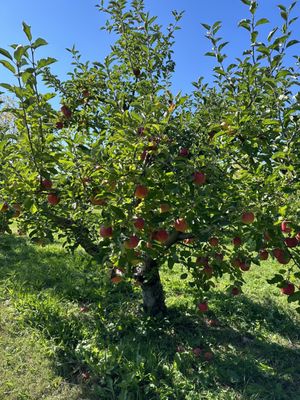 Twin Star Orchards by null