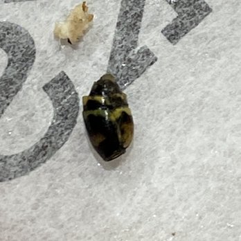 Capriotti's Sandwich Shop - Close up of the bug. - Sandwiches Near Me - Annapolis, Maryland Capriotti's Sandwich Shop - Close up of the bug. - Sandwiches Near Me - Annapolis, Maryland