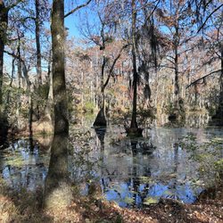 Merchants Mill Pond State Park - Cypress and moss