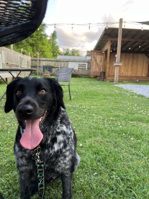 Pirogue's Whiskey Bayou by null