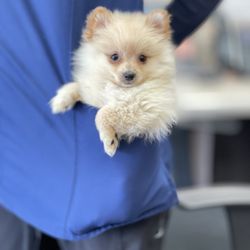 Allphin Veterinary Clinic