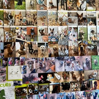Biscuits Pet Boutique - Wall of pet photos inside "Biscuits" - Pet Stores Near Me - San Jose, California Biscuits Pet Boutique - Wall of pet photos inside "Biscuits" - Pet Stores Near Me - San Jose, California