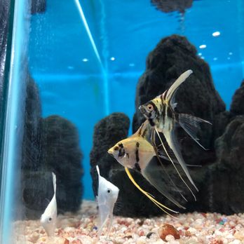 Coral Fish Hawaii - Local Fish Stores Near Me - Aiea, Hawaii Coral Fish Hawaii - Local Fish Stores Near Me - Aiea, Hawaii