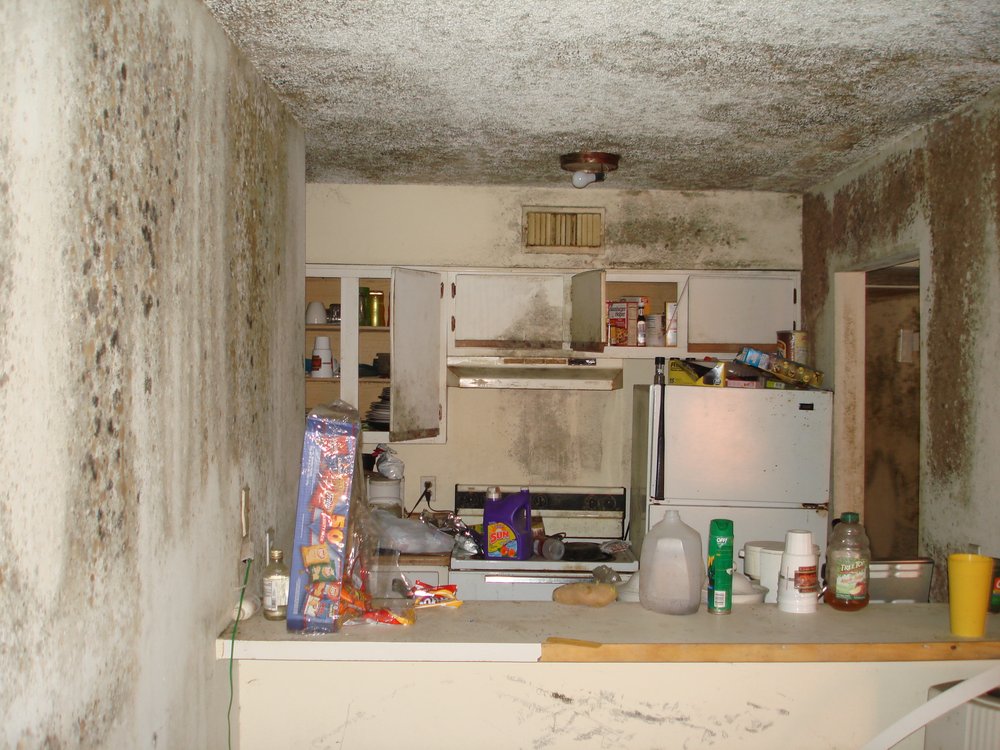 Protective Environmental Engineering Services - mold inspector in Cypress, TX