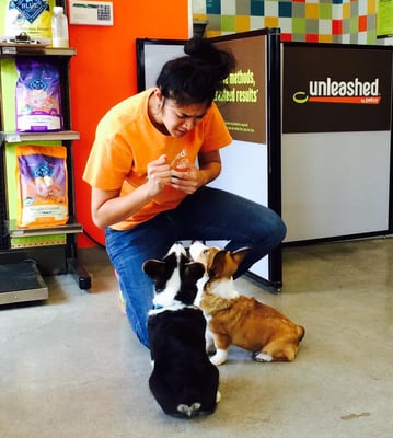 Unleashed by Petco by null