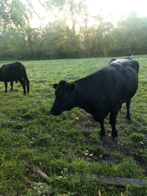 Shaker Heritage Society by null