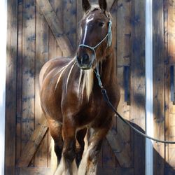 Tallulah is our shining star