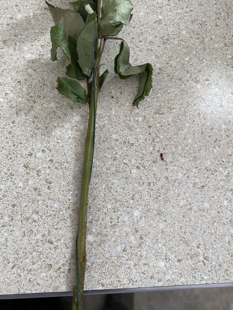 NYSSA FLORAL Updated October 2024 20 Photos 1400 Adrian Boulvard