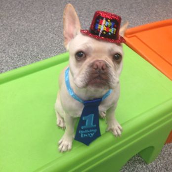 Paw Commons Pet Resort - Gilbert - Theo's first Birthday! Thanks Shaleina for spoiling my baby boy on his birthday and every day he's there! - Pet Sitting Near Me - Gilbert, Arizona Paw Commons Pet Resort - Gilbert - Theo's first Birthday! Thanks Shaleina for spoiling my baby boy on his birthday and every day he's there! - Pet Sitting Near Me - Gilbert, Arizona