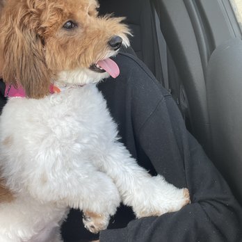 Happy Grooming - Had the best groom from this place! They took care of my baby, thank you! - Pet Groomers Near Me - Arlington, Virginia Happy Grooming - Had the best groom from this place! They took care of my baby, thank you! - Pet Groomers Near Me - Arlington, Virginia