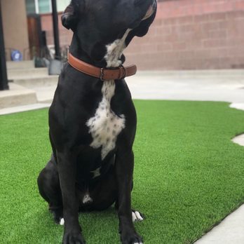 Cocoturf - Enjoying the backyard now - Artificial Turf Near Me - Los Angeles. CA, California