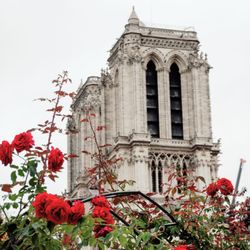 Wego Walking Tours - Photo of Notre Dame from the park we met at to start the tour