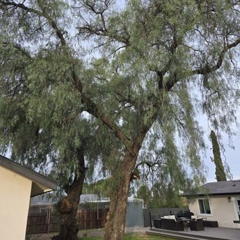 All Access Tree Care - 2 pepper trees - Tree Services Near Me - El Cajon, California All Access Tree Care - 2 pepper trees - Tree Services Near Me - El Cajon, California