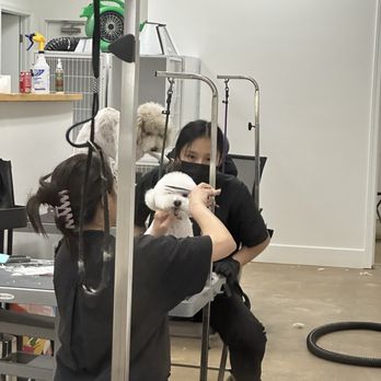 Ironmaya Pet Grooming - Groomers in action! - Pet Groomers Near Me - Upland, California Ironmaya Pet Grooming - Groomers in action! - Pet Groomers Near Me - Upland, California