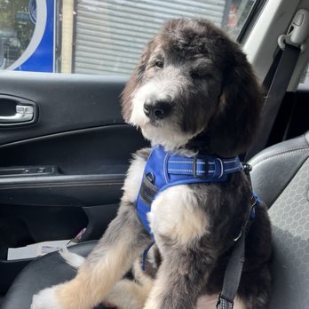Posh Pooch - After picture - Pet Groomers Near Me - Woodside, New York