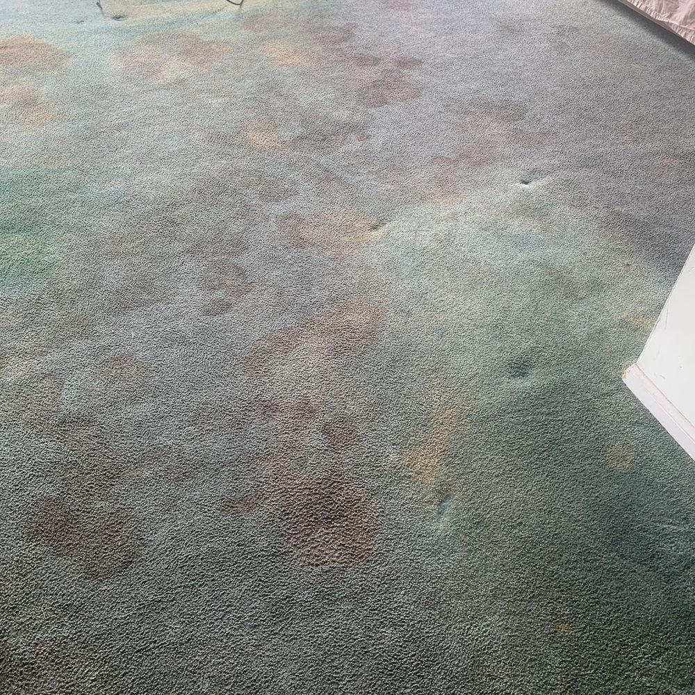 Before picture of my carpet Before picture of my carpet