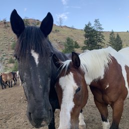 Horses from the ranch. Horses from the ranch.