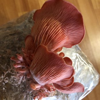 Opala Foods - a mushroom on a rock - Specialty Food Near Me - Kaneohe, Hawaii Opala Foods - a mushroom on a rock - Specialty Food Near Me - Kaneohe, Hawaii