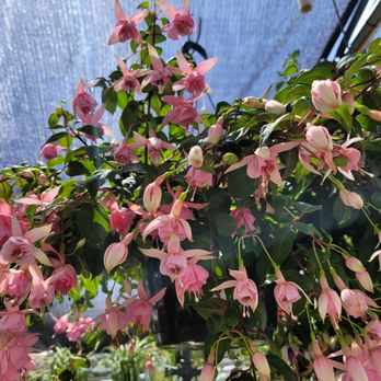 Plant Safari - Must have - Nurseries & Gardening Near Me - Upland, California Plant Safari - Must have - Nurseries & Gardening Near Me - Upland, California