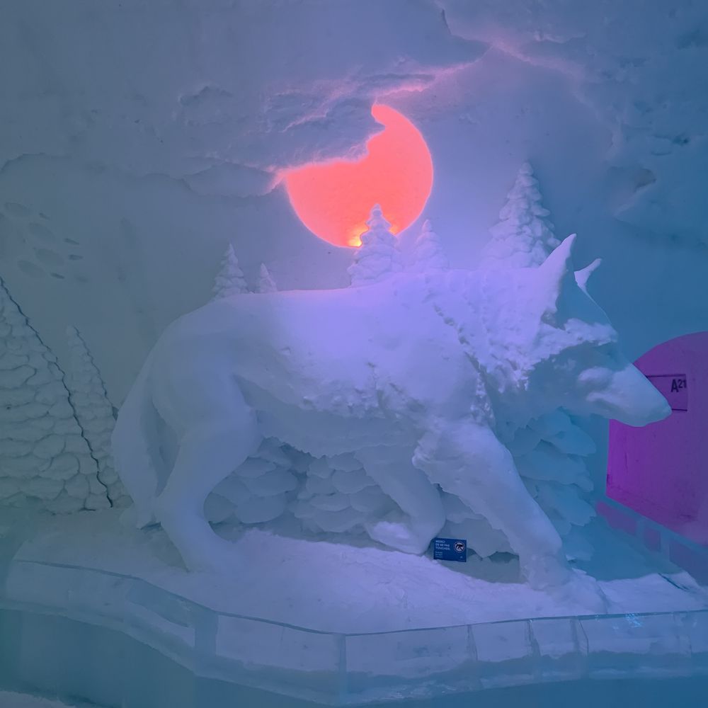 Hôtel de Glace - A wolf with the moon behind it - Hotels Near Me - Quebec City, Quebec Hôtel de Glace - A wolf with the moon behind it - Hotels Near Me - Quebec City, Quebec
