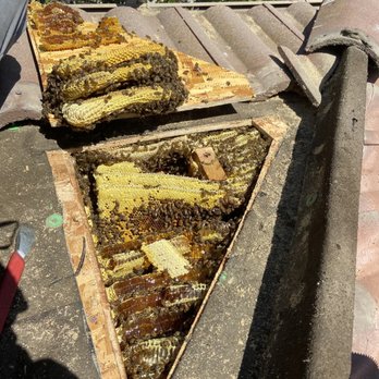 Affordable Bee Services - This was in our roof. - Pest Control Near Me - Riverside, California Affordable Bee Services - This was in our roof. - Pest Control Near Me - Riverside, California