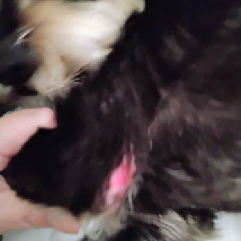 Just 4 Paws - Injury to my dog's front left paw at the elbow joint. - Pet Groomers Near Me - Post Falls, Idaho Just 4 Paws - Injury to my dog's front left paw at the elbow joint. - Pet Groomers Near Me - Post Falls, Idaho