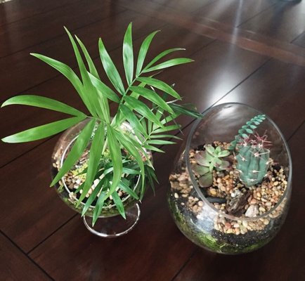 Ephemera - Plants, Terrariums and Comics by null