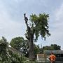 Photo of Tree by Tree Service