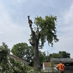 Tree by Tree Service