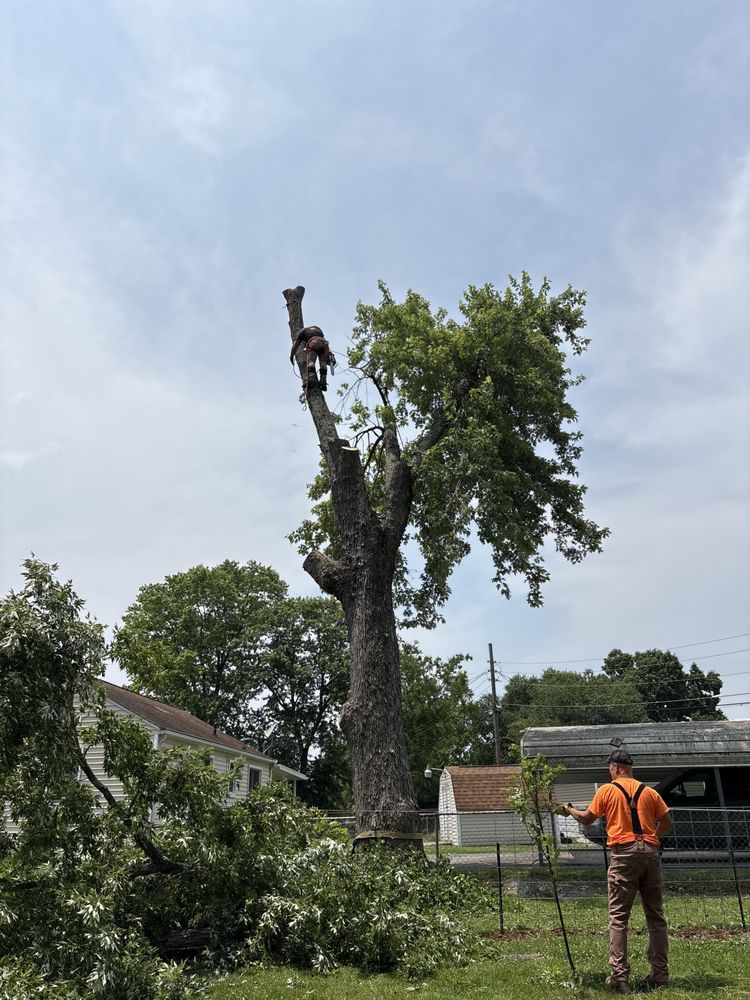 Tree by Tree Service - tree service in Walland, TN