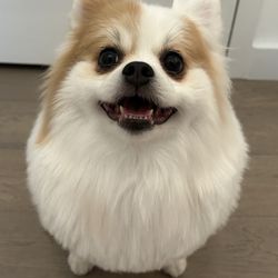 Dog House Club