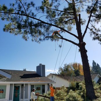 Stumpman - Tree Services Near Me Stumpman - Tree Services Near Me