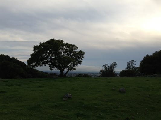 Taylor Mountain Regional Park by null