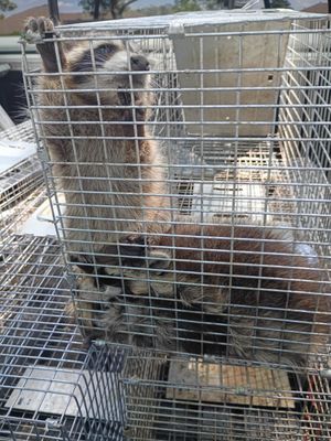 Animal Relocation - Baby raccoon removal after mother hit by car.