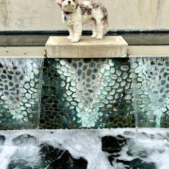 Tavern on Kruse - Lilly posing on the water feature on the patio. - New American Near Me - Lake Oswego, Oregon Tavern on Kruse - Lilly posing on the water feature on the patio. - New American Near Me - Lake Oswego, Oregon