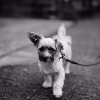 Dog Gone Seattle - Pet Adoption Near Me