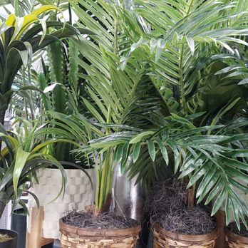 At Home - Lovely lush greenery (ersatz) - Home Decor Near Me - Lake Mary, Florida At Home - Lovely lush greenery (ersatz) - Home Decor Near Me - Lake Mary, Florida