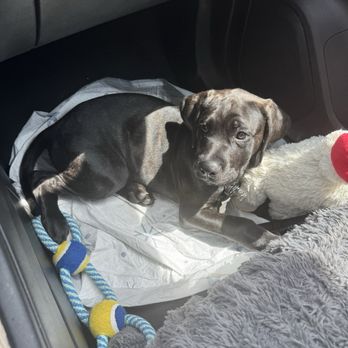 Potomac Animal Wellness Services - Kane riding home after Vet visit - Veterinarians Near Me - Indian Head, Maryland