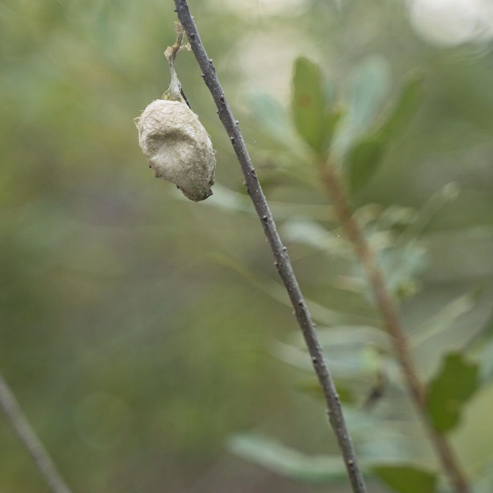Bell Creek Nature Preserve - Cocoon   By Journeys photography 941  #Jp941 - Hiking Near Me - Riverview, Florida