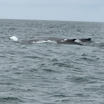 Petite Passage Whale Watch & Cafe - Humpback whales - Seafood Near Me - Digby County, Nova Scotia Petite Passage Whale Watch & Cafe - Humpback whales - Seafood Near Me - Digby County, Nova Scotia