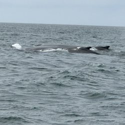 Petite Passage Whale Watch & Cafe - Humpback whales