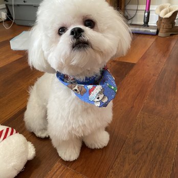 Patty's Pups - Pet Services Near Me - Gurnee, Illinois Patty's Pups - Pet Services Near Me - Gurnee, Illinois