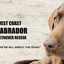 West Coast Labrador Retriever Rescue