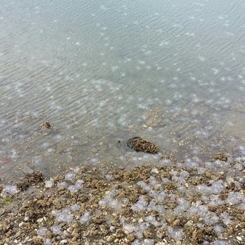 Percival Landing Park - Jellyfish! - Parks Near Me - Olympia, Washington Percival Landing Park - Jellyfish! - Parks Near Me - Olympia, Washington